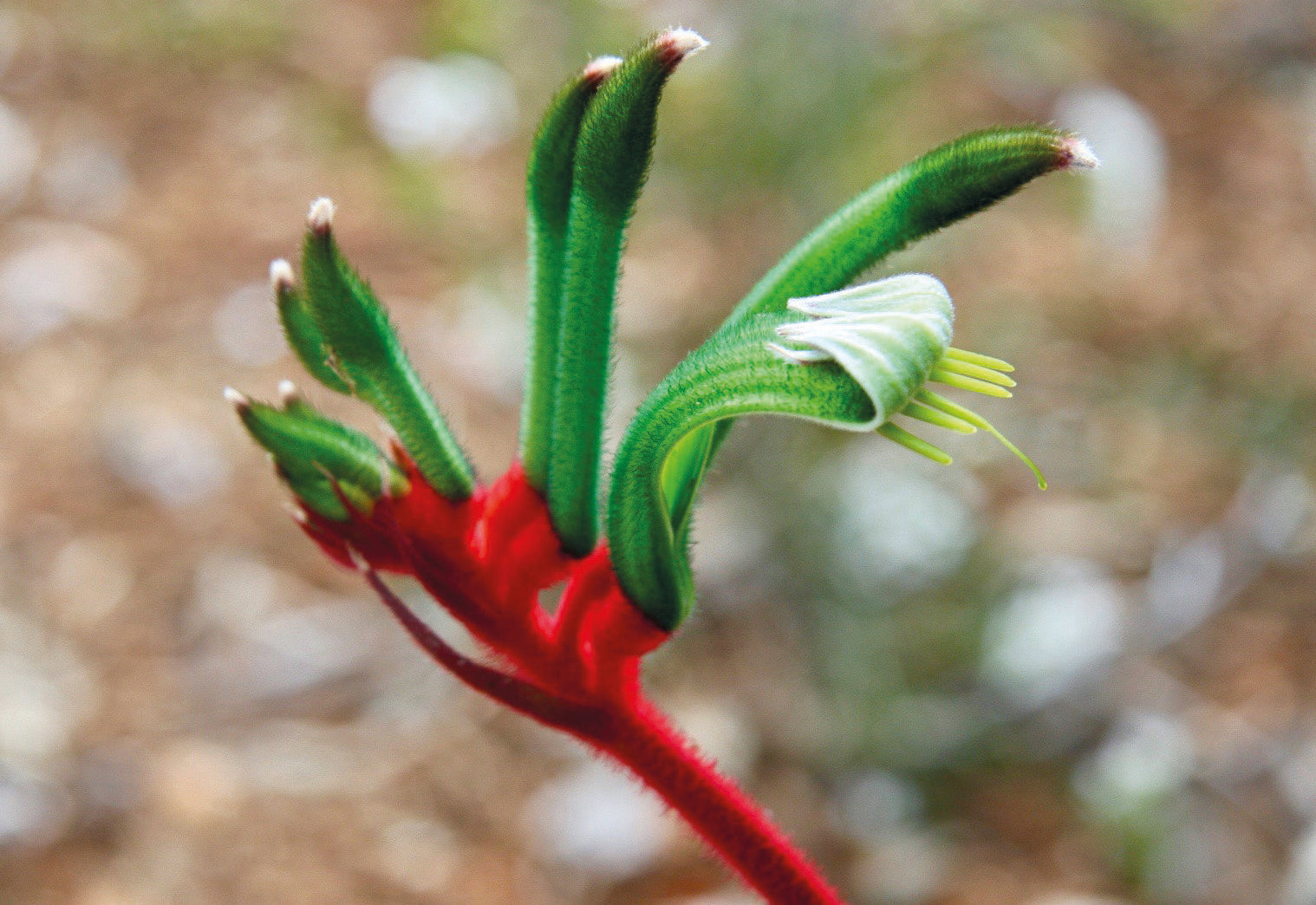 Kangaroo Paw