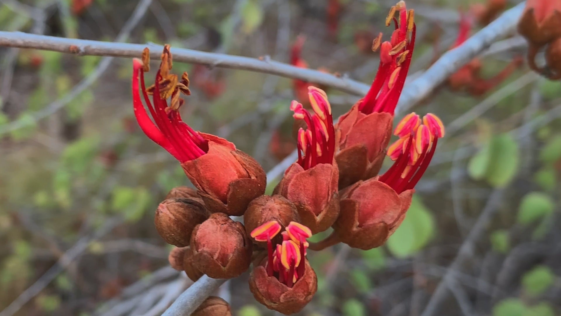 Bauhinia Are You Becoming Too Emotionally Rigid?