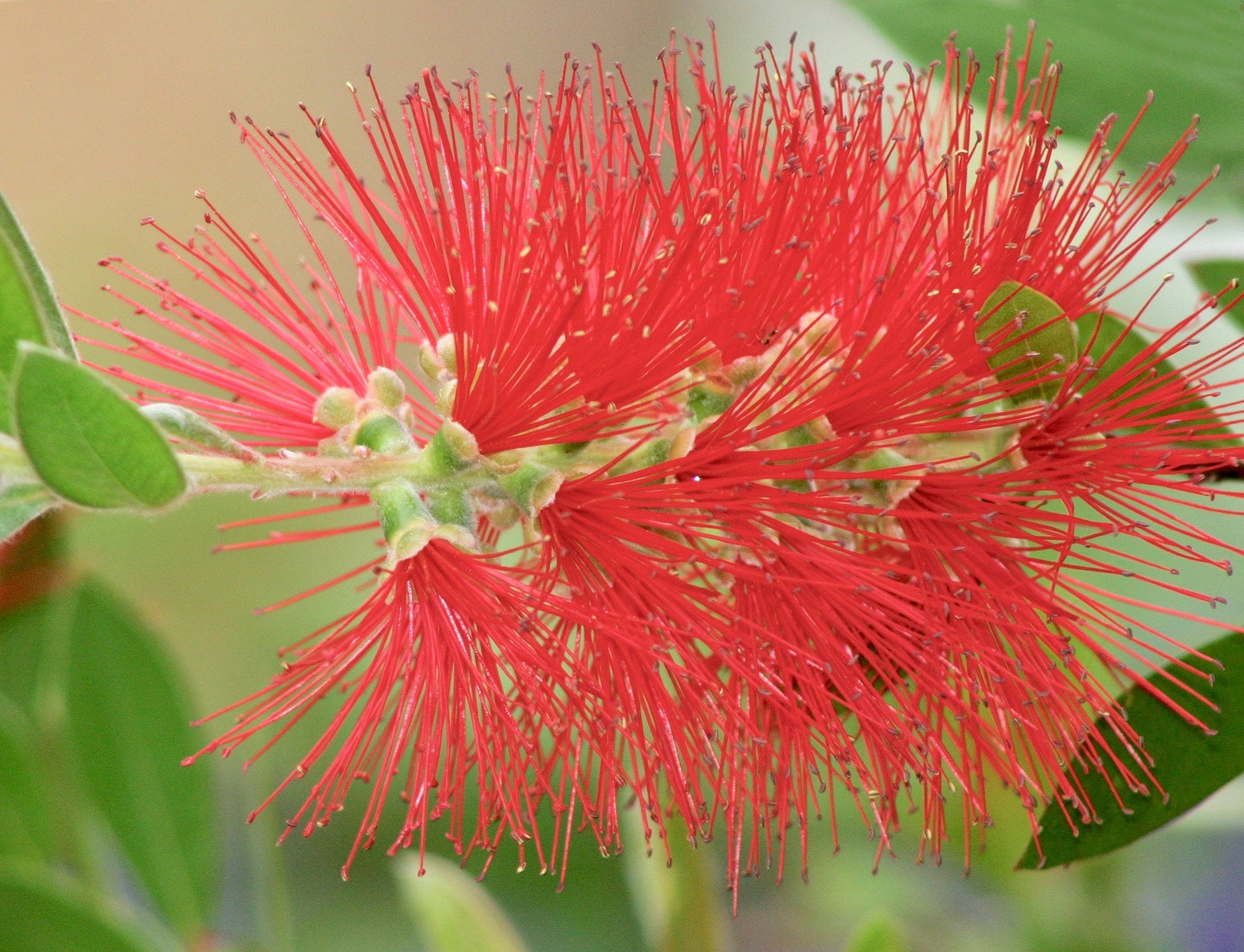 Bottlebrush