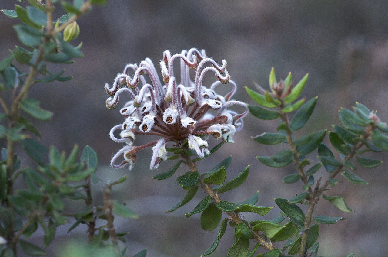 How To Be Brave - With Australian Bush Flower Essences