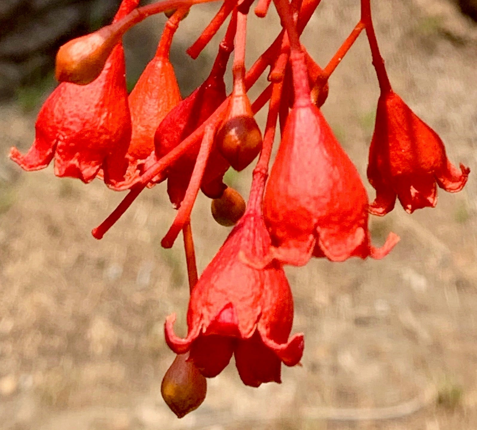 Illawarra Flame Tree