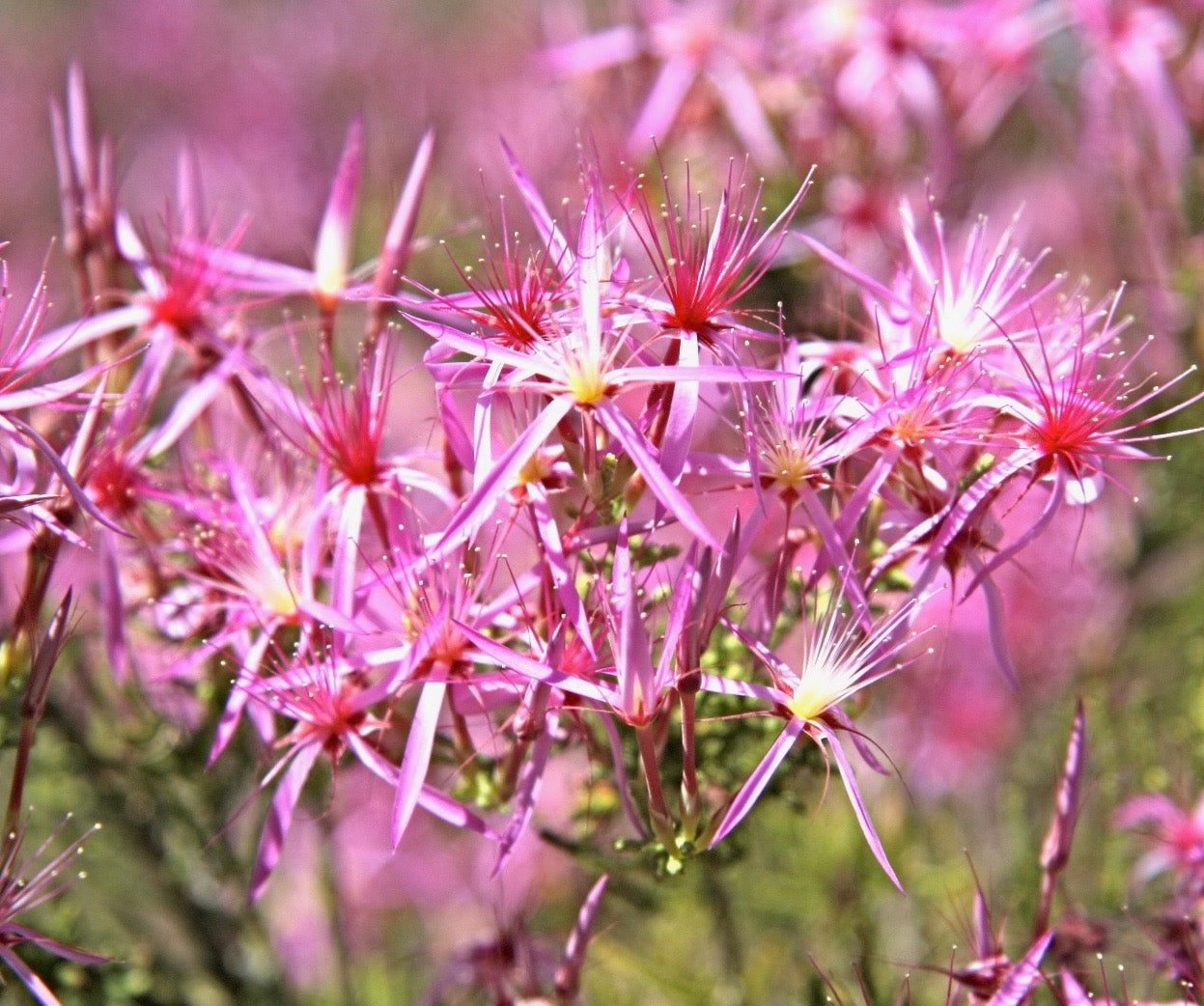 Turkey Bush