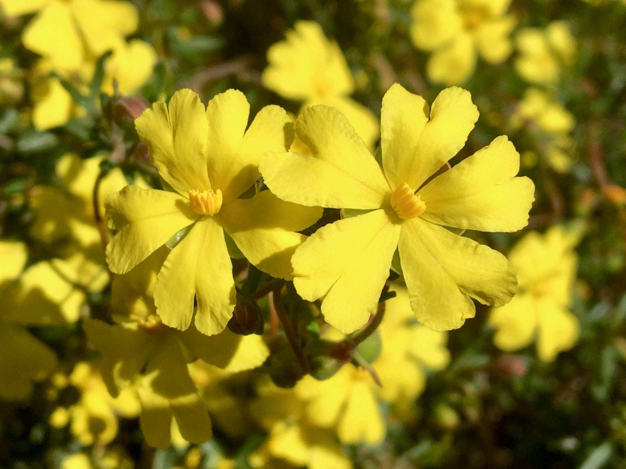 Hibbertia