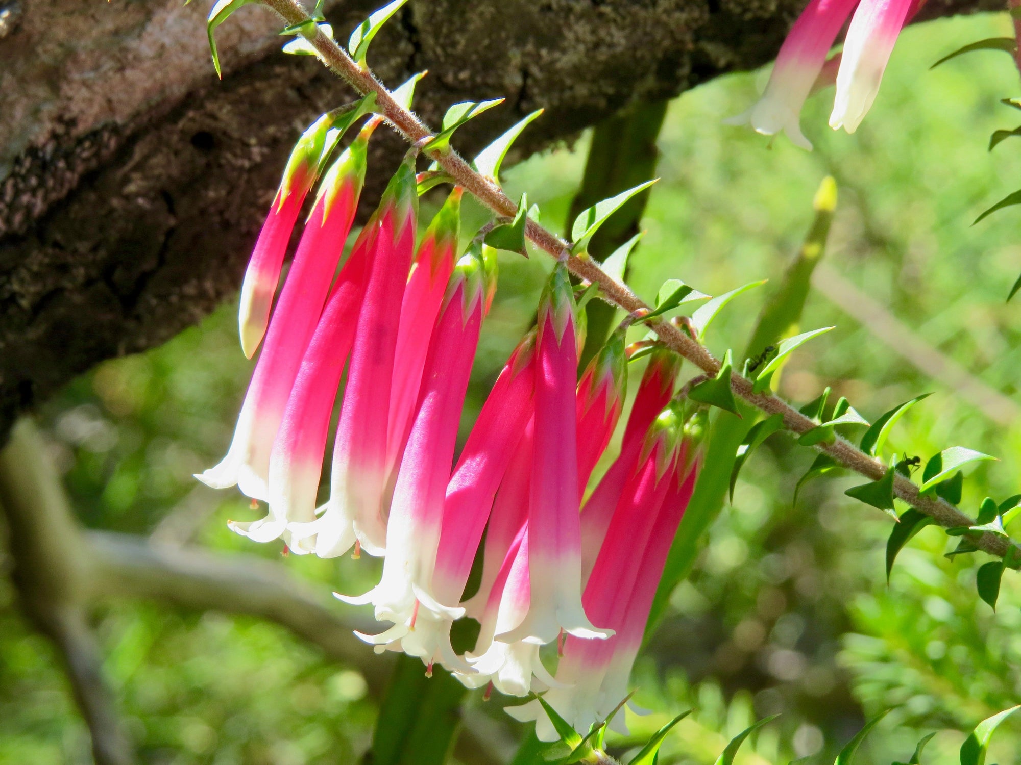 Bush Fuchsia