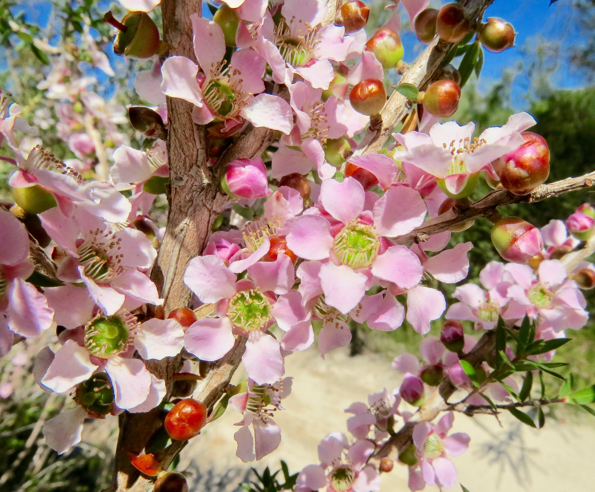 Peach Flowered Tea Tree