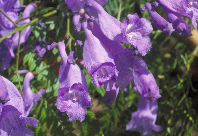 Jacaranda