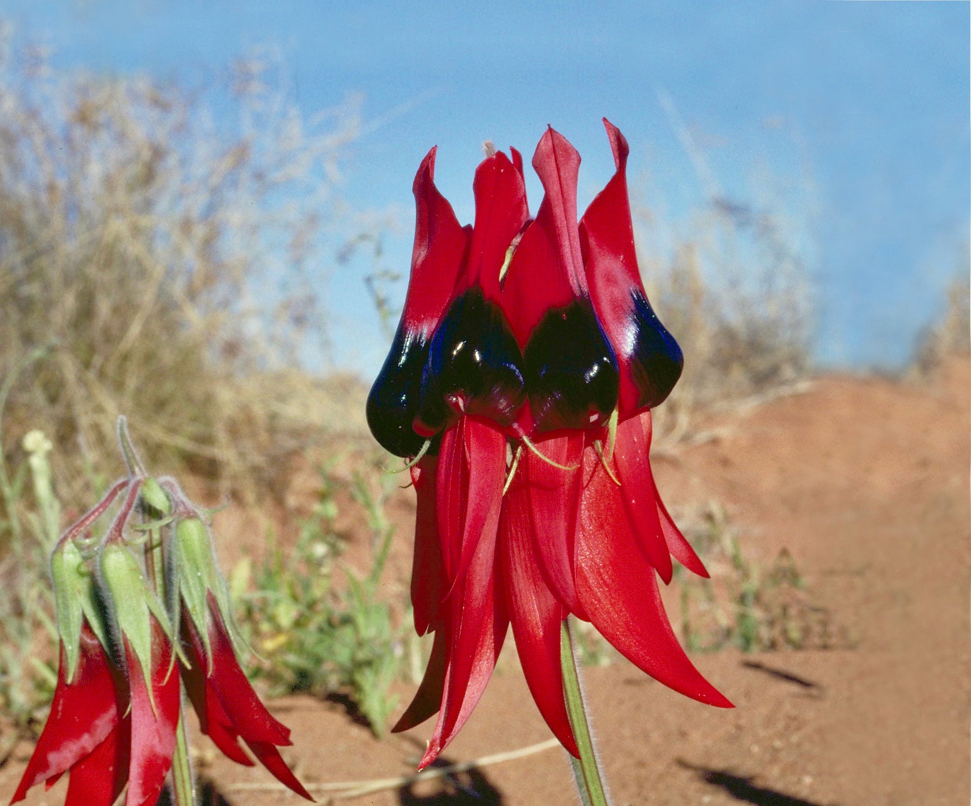 Sturt Desert Pea