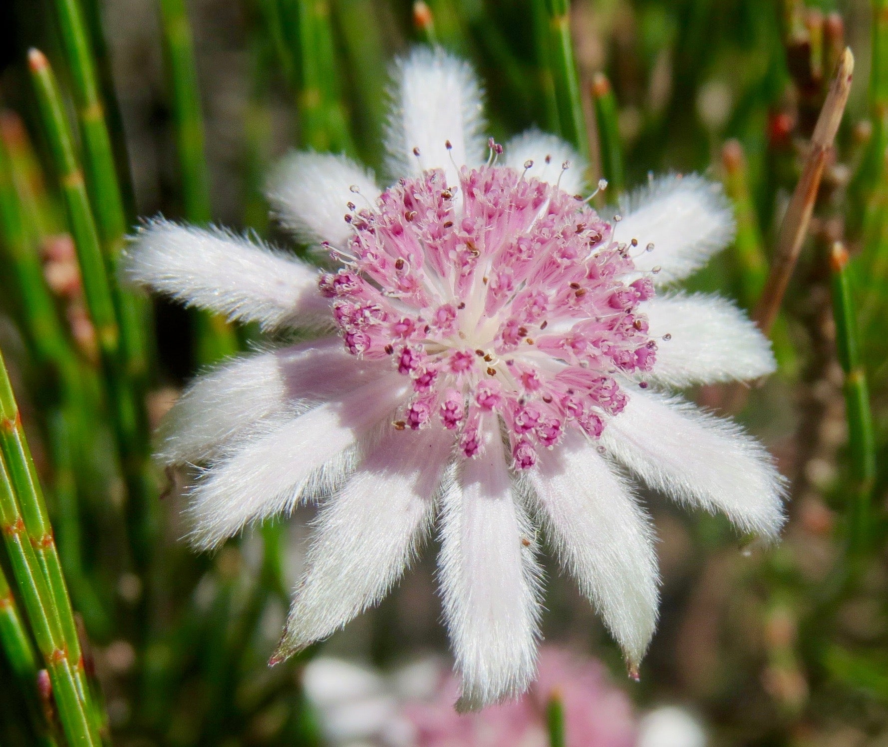 Pink Flannel Flower