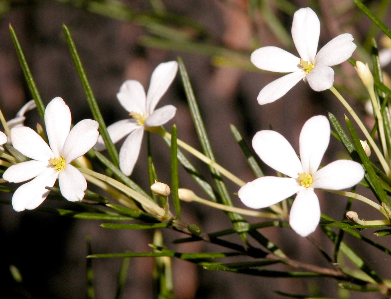 Wedding Bush