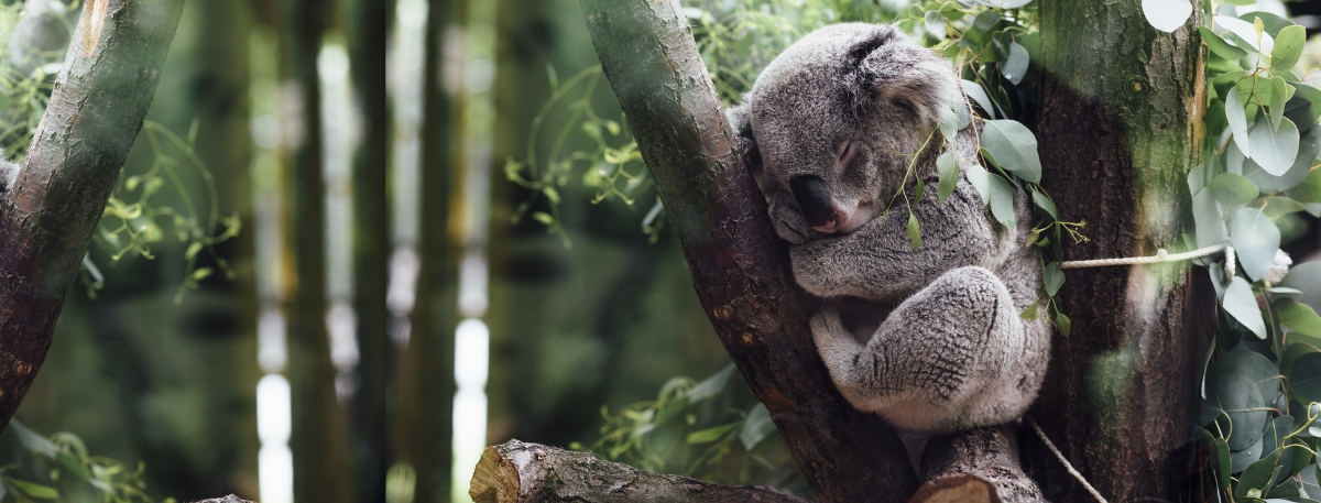 How to Get a Good Night Sleep – With Australian Bush Flower Essences