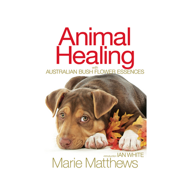 Animal Healing