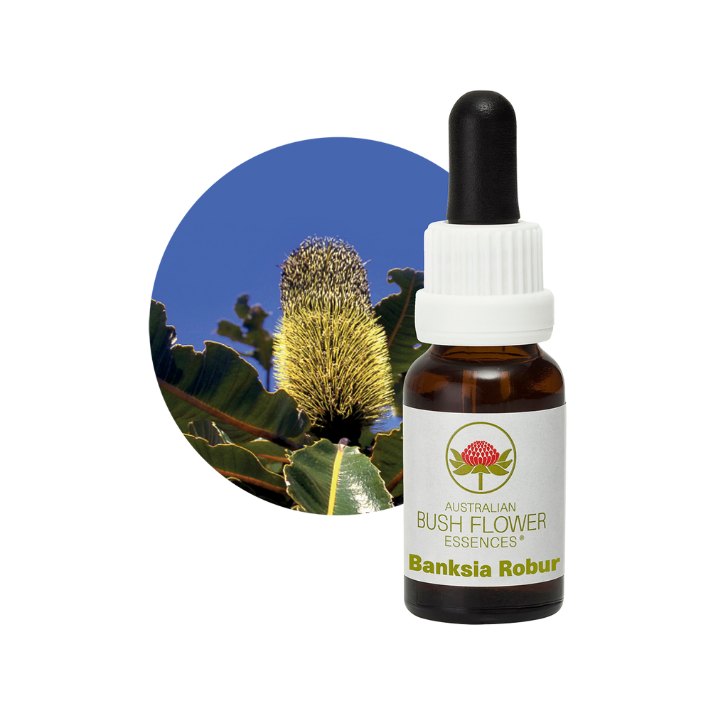 Banksia Robur - Australia – Australian Bush Flower Essences