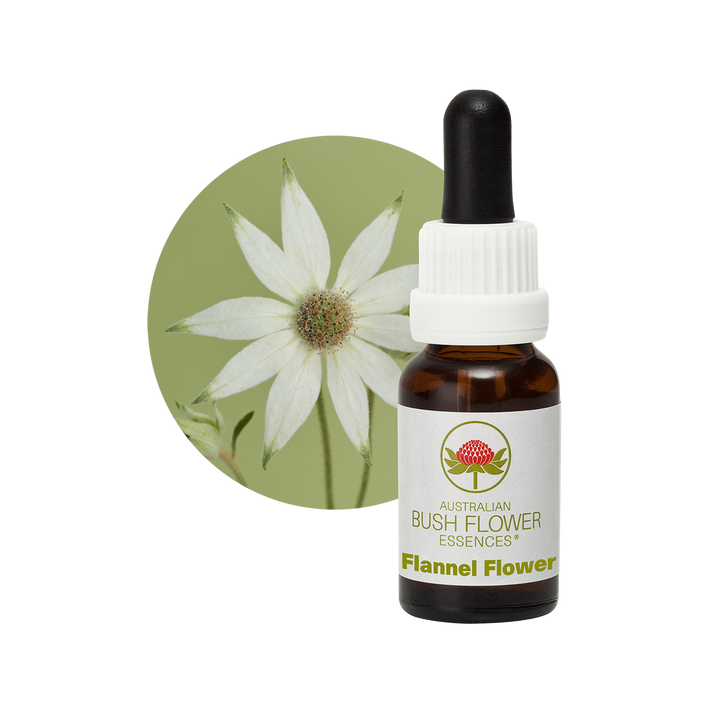 Image of Flannel Flower Essence, designed to help individuals who struggle with emotional intimacy and physical touch. This essence encourages trust, gentle expression and enjoyment in physical contact, promoting softness and sensitivity.