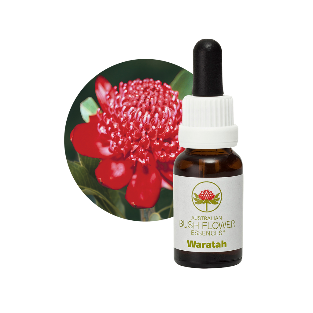 Waratah - Australia – Australian Bush Flower Essences