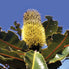 Banksia Robur