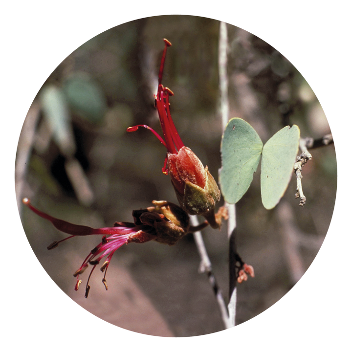 Bauhinia - Australia