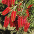 Bottlebrush