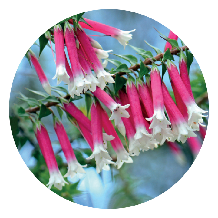 Bush Fuchsia - Australia