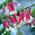 Bush Fuchsia