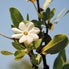 Bush Gardenia