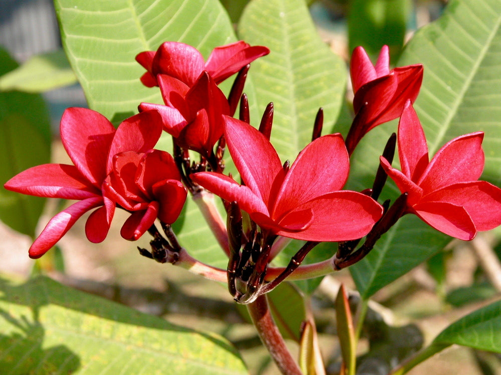 Red Suva Frangipani