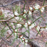 Dagger Hakea