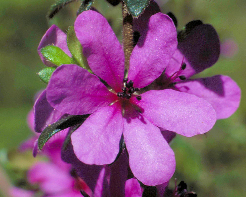 Dog Rose Of The Wild Forces