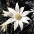 Flannel Flower