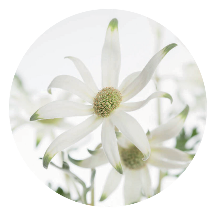 Image of Flannel Flower, ideal for individuals who struggle with maintaining personal boundaries and emotional intimacy. This essence fosters trust, gentleness and sensitivity in both verbal and physical expression.