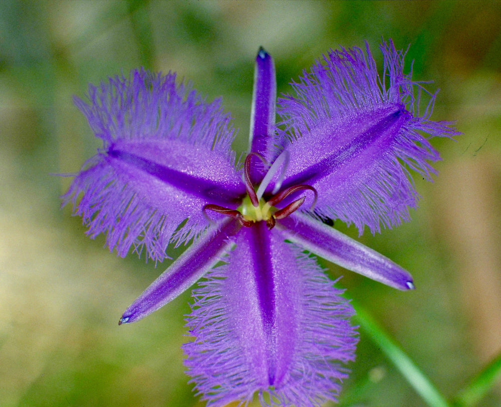 Fringed Violet