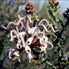 Grey Spider Flower