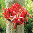 Gymea Lily