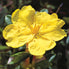 Hibbertia