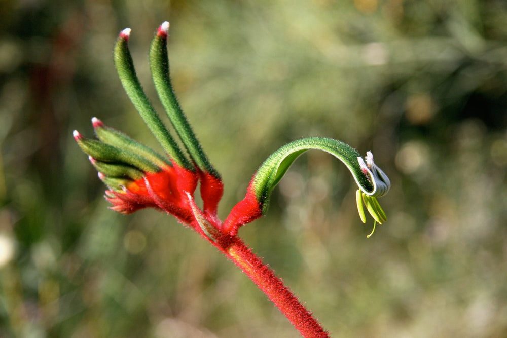 Kangaroo Paw