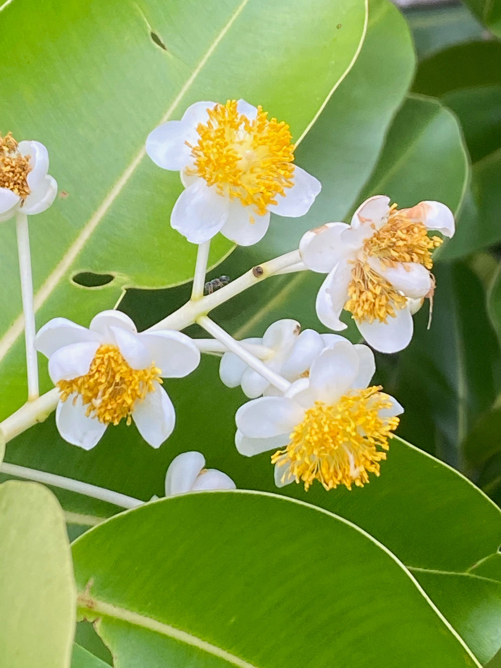 Calophyllum