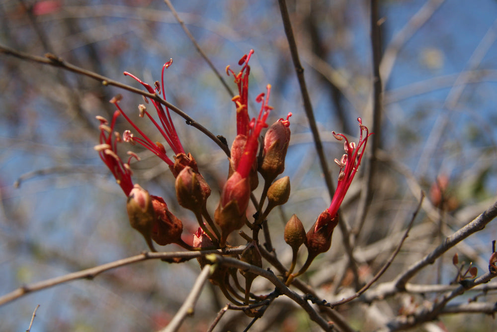 Bauhinia