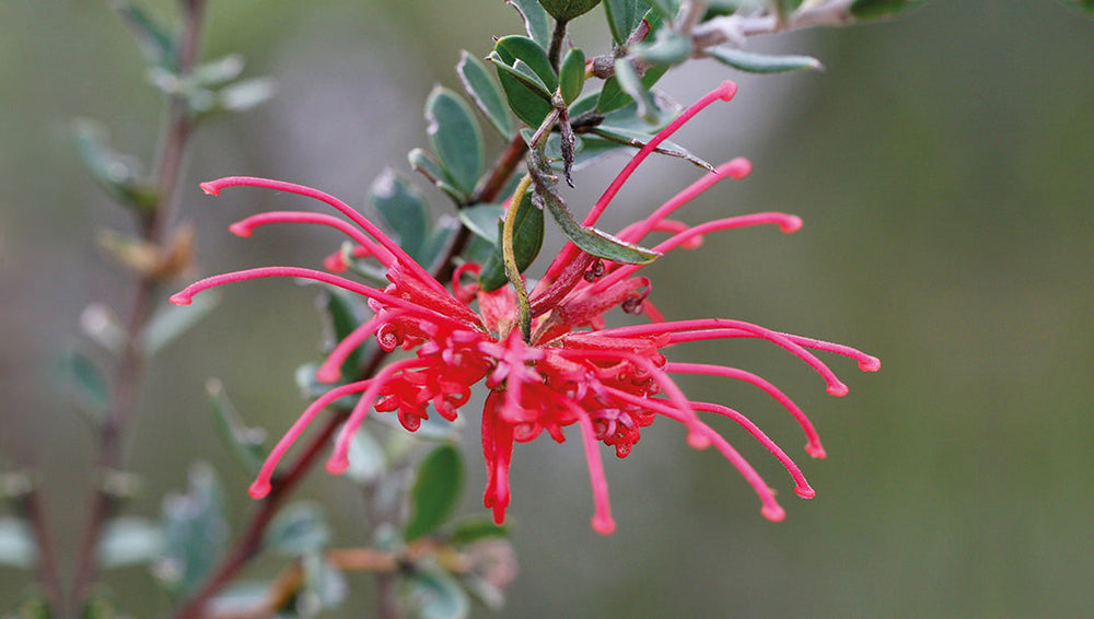 Red Grevillea