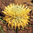 Isopogon