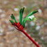 Kangaroo Paw