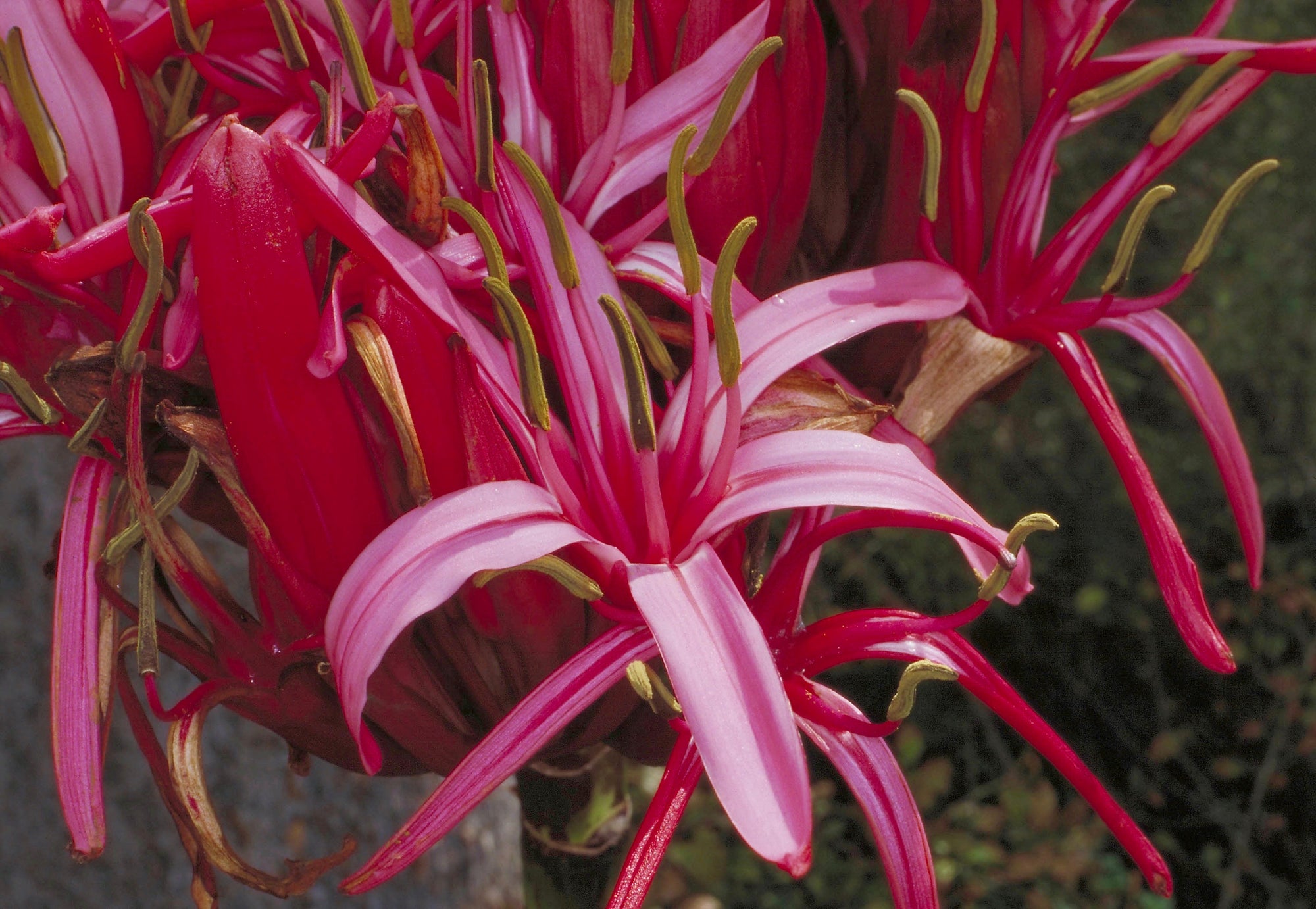 Gymea Lily