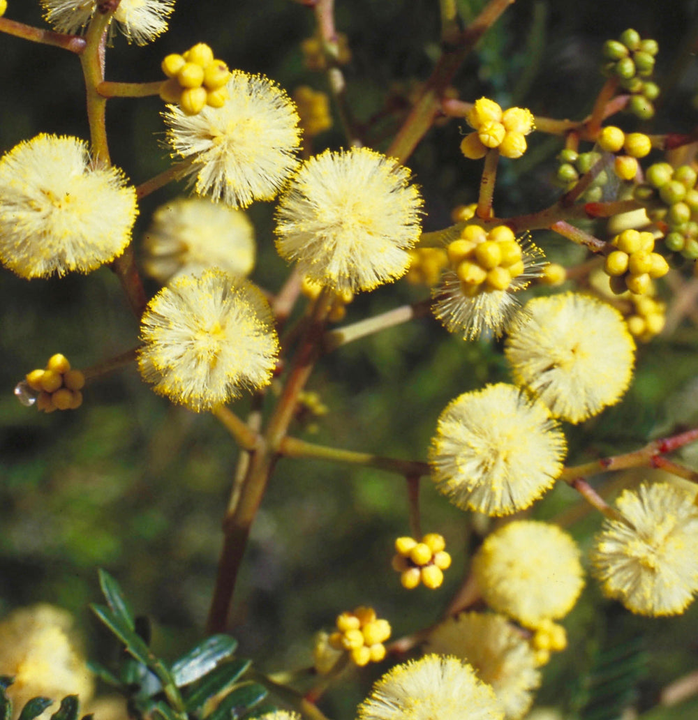 Sunshine Wattle