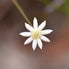 Little Flannel Flower