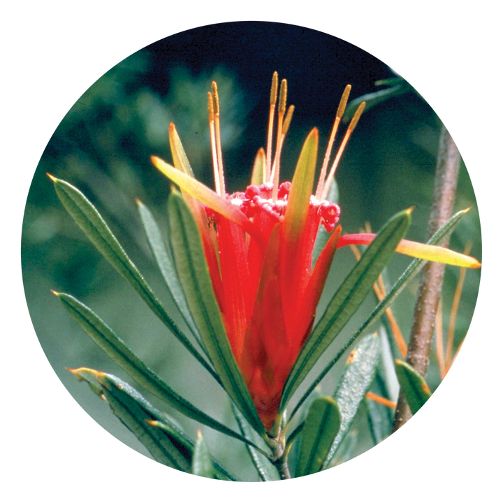 Mountain Devil - Australia