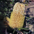 Old Man Banksia