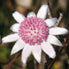 Pink Flannel Flower