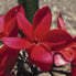 Red Suva Frangipani