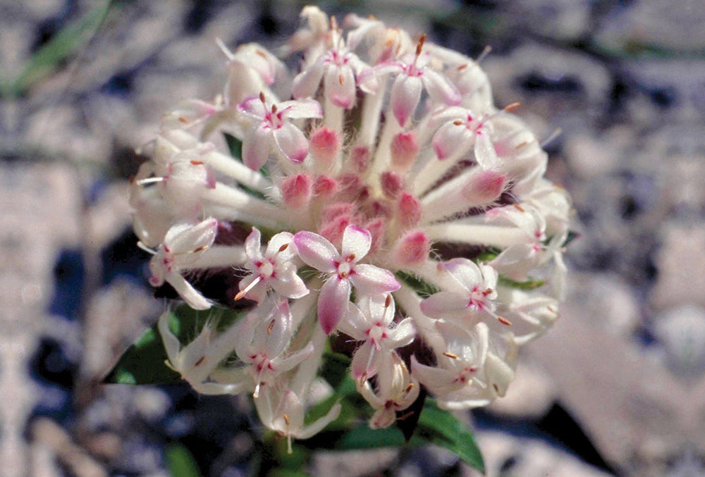 Slender Rice Flower