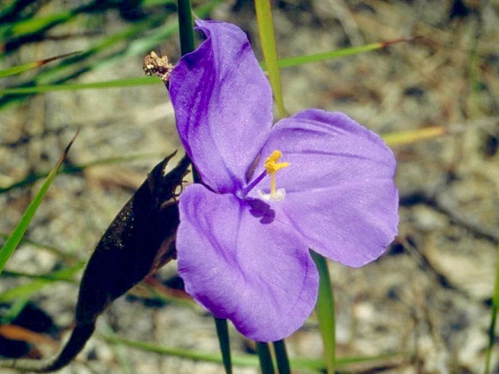 Bush Iris