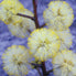 Sunshine Wattle - Australia