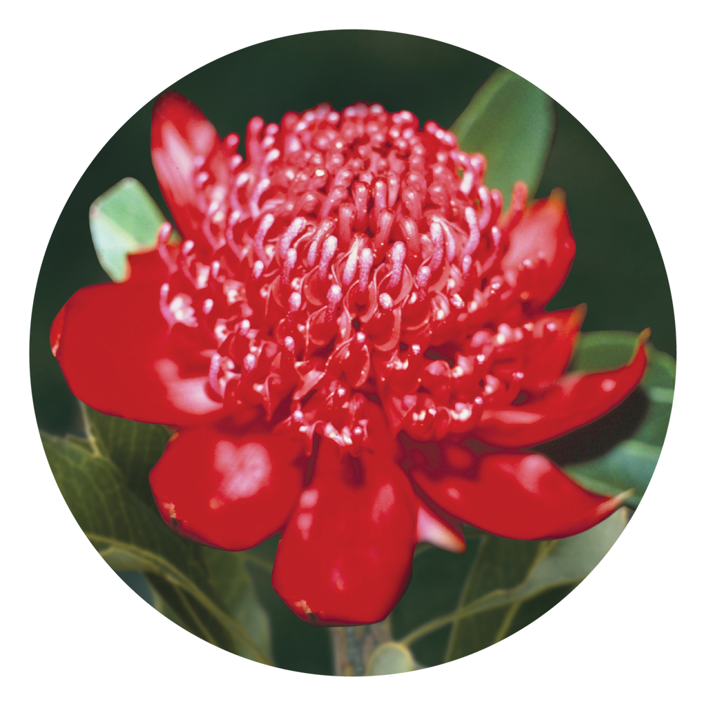 Waratah - Australia – Australian Bush Flower Essences